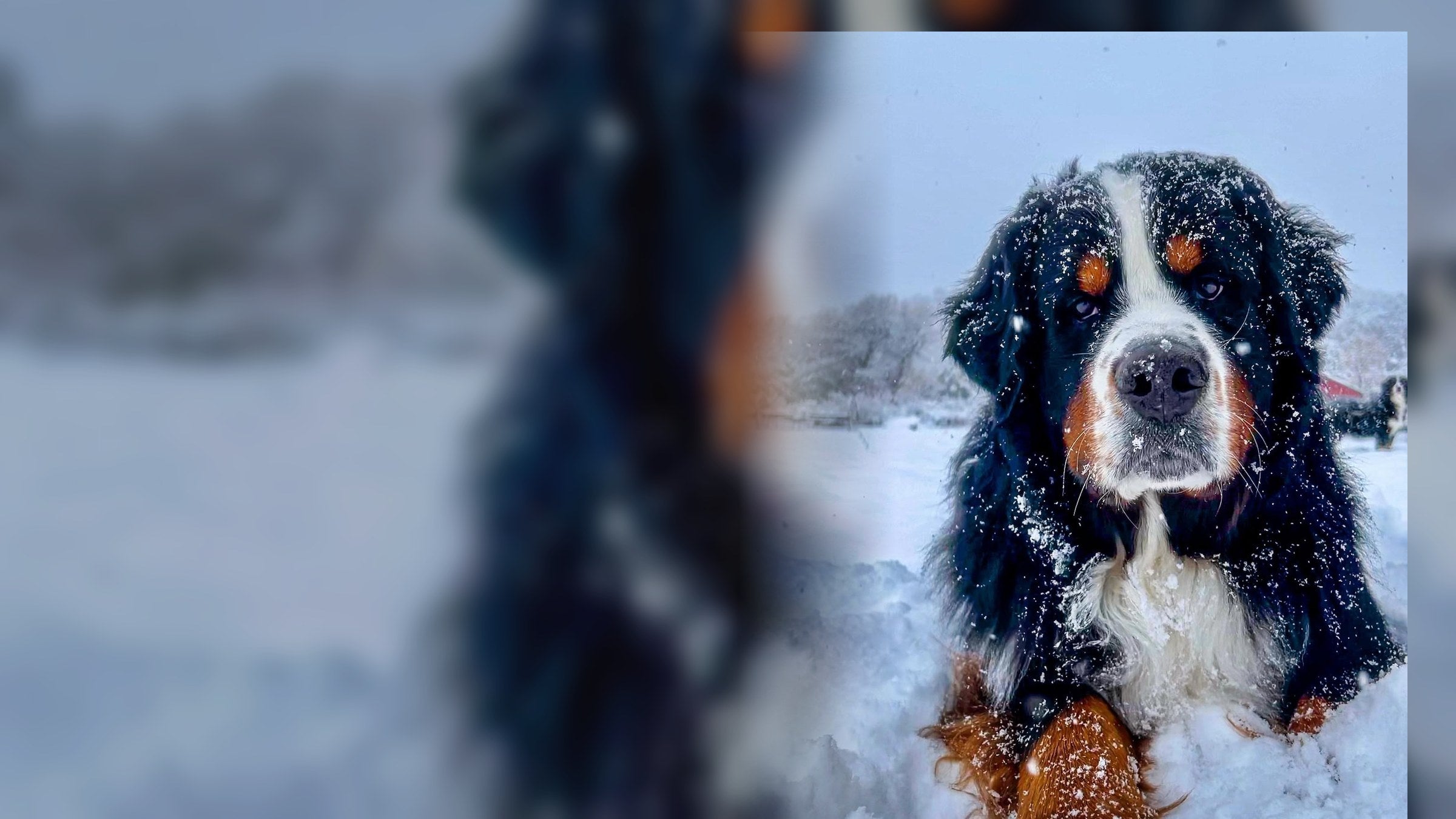 Waylon the Bernese Mountain Dog in fresh snow